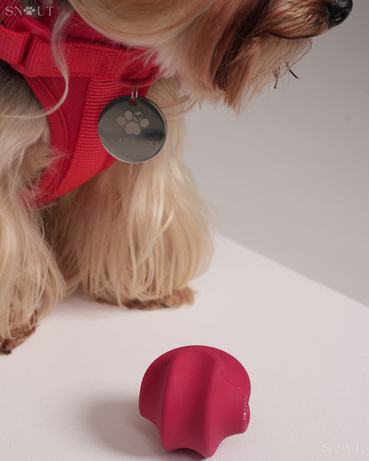 3-in-1 Dog Toy Set