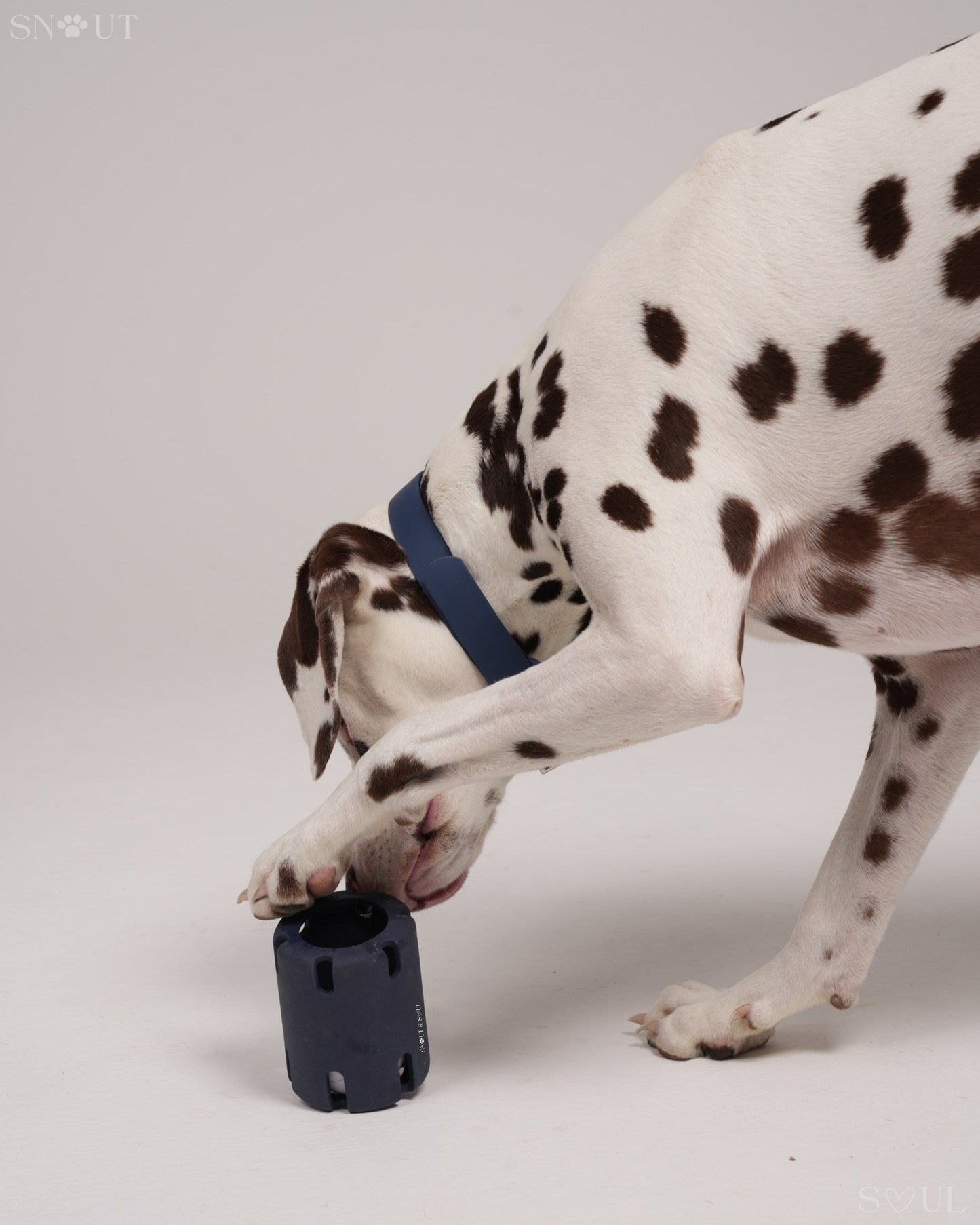 3-in-1 Dog Toy Set