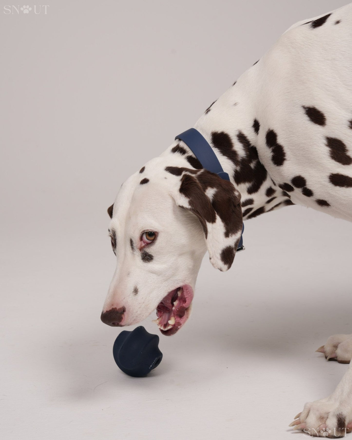 3-in-1 Dog Toy Set