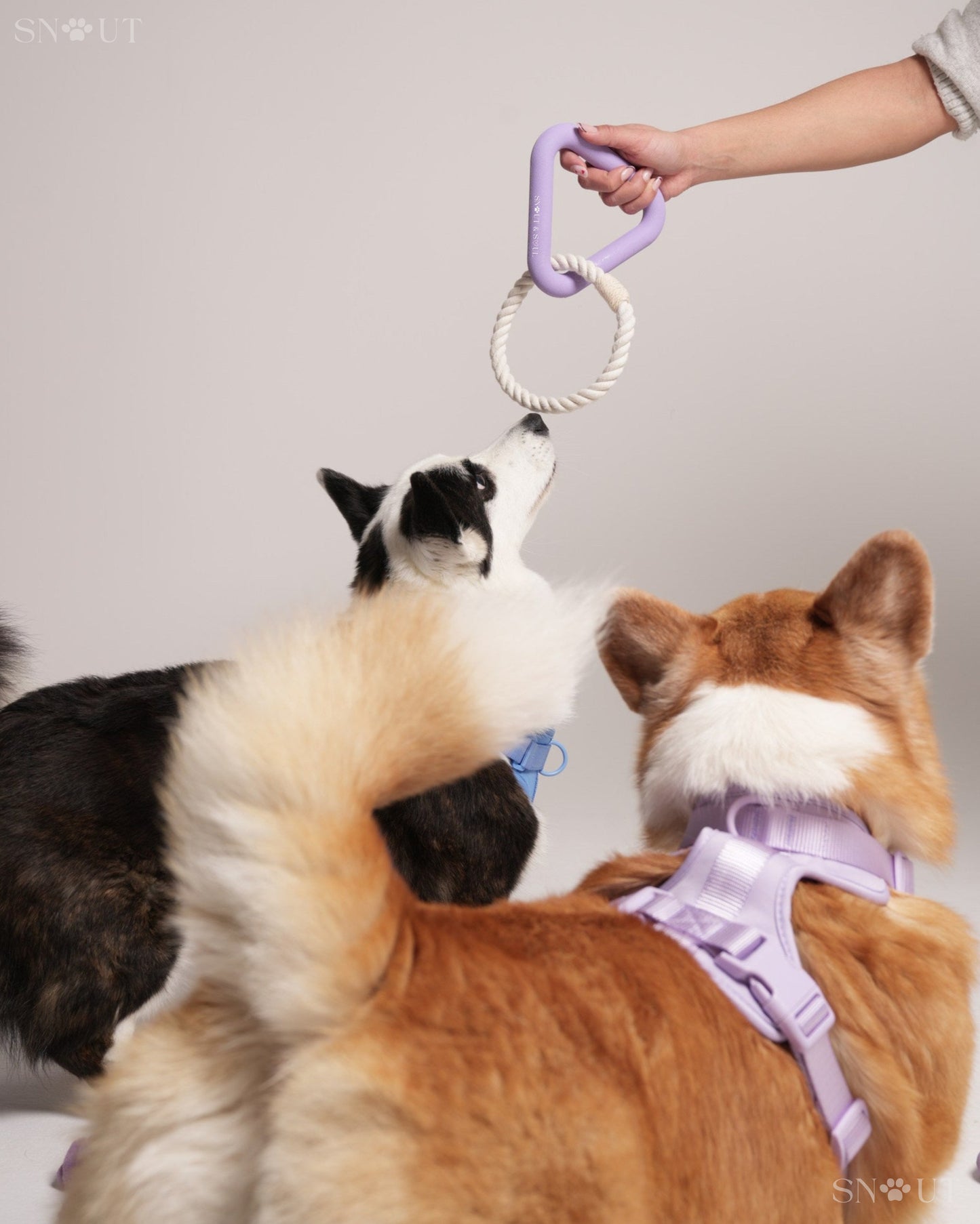 3-in-1 Dog Toy Set