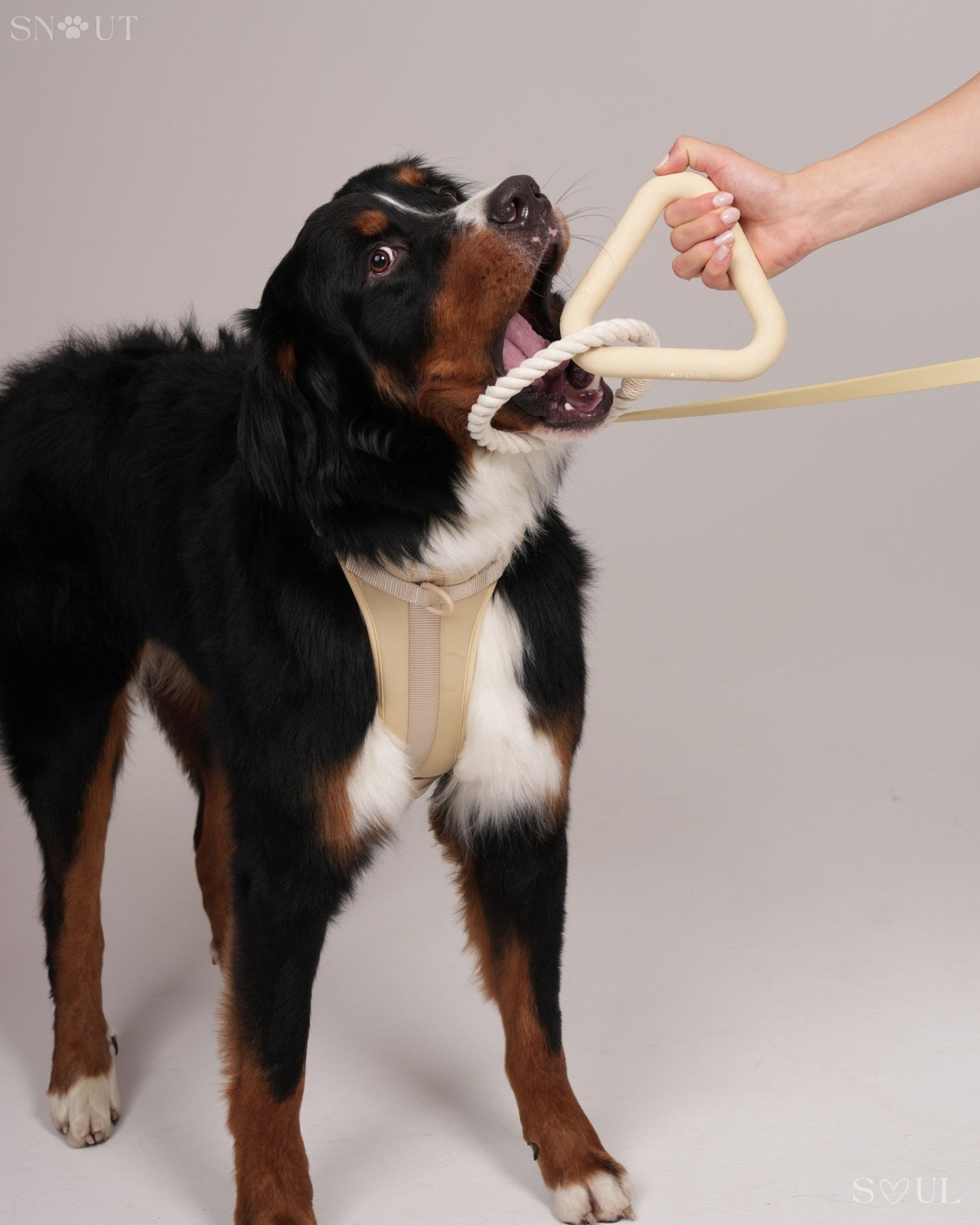 3-in-1 Dog Toy Set
