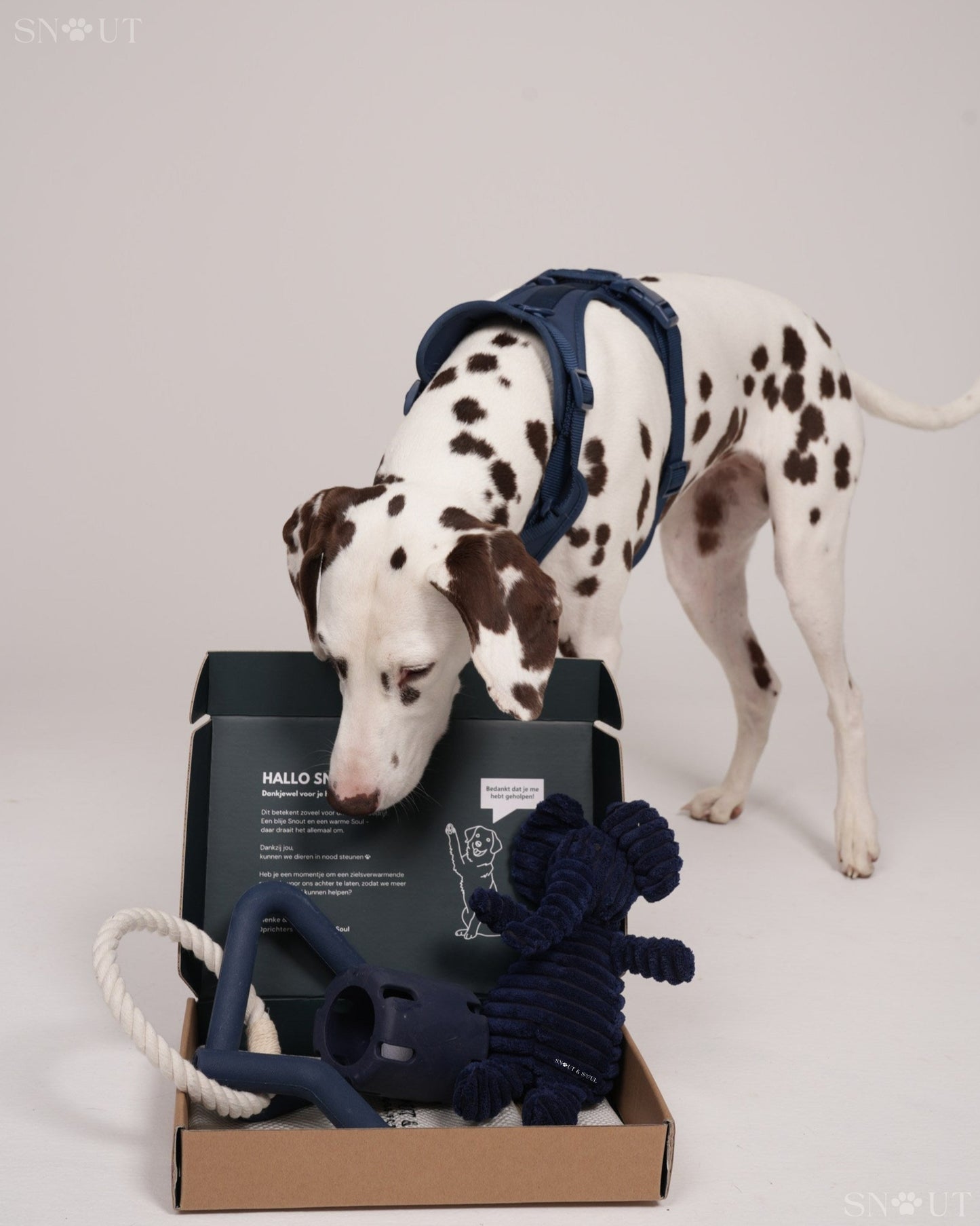 3-in-1 Dog Toy Set
