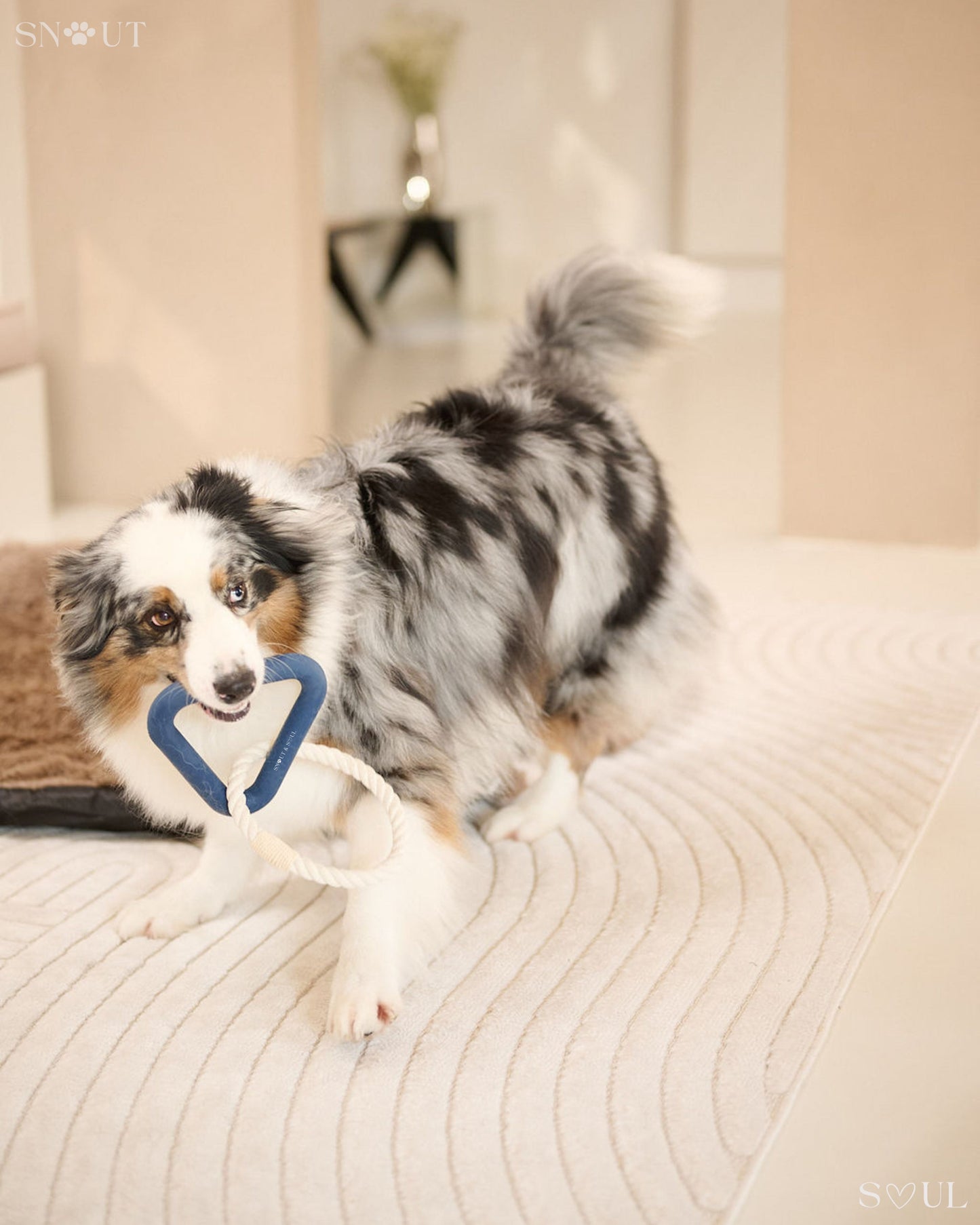 3-in-1 Dog Toy Set
