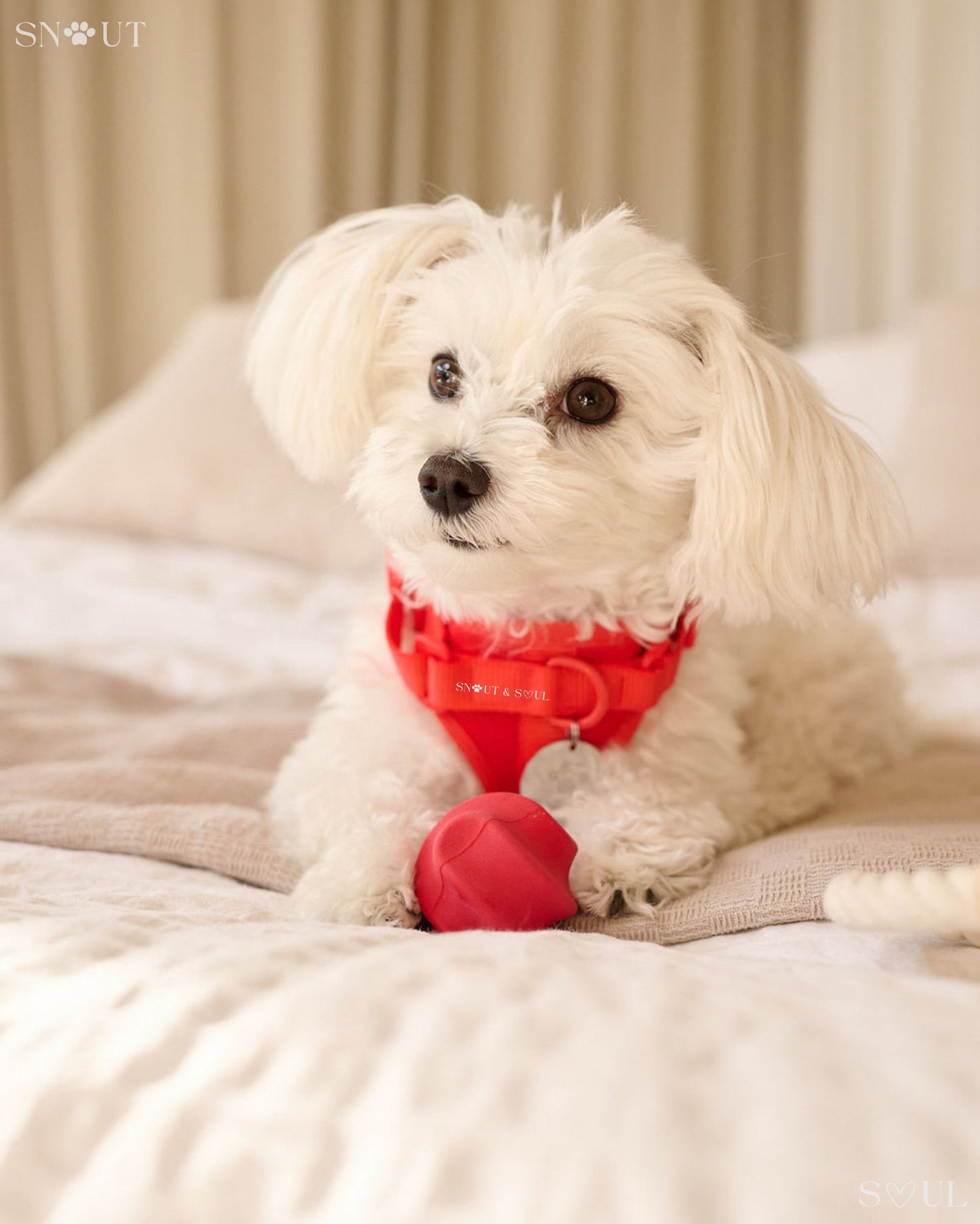 3-in-1 Dog Toy Set