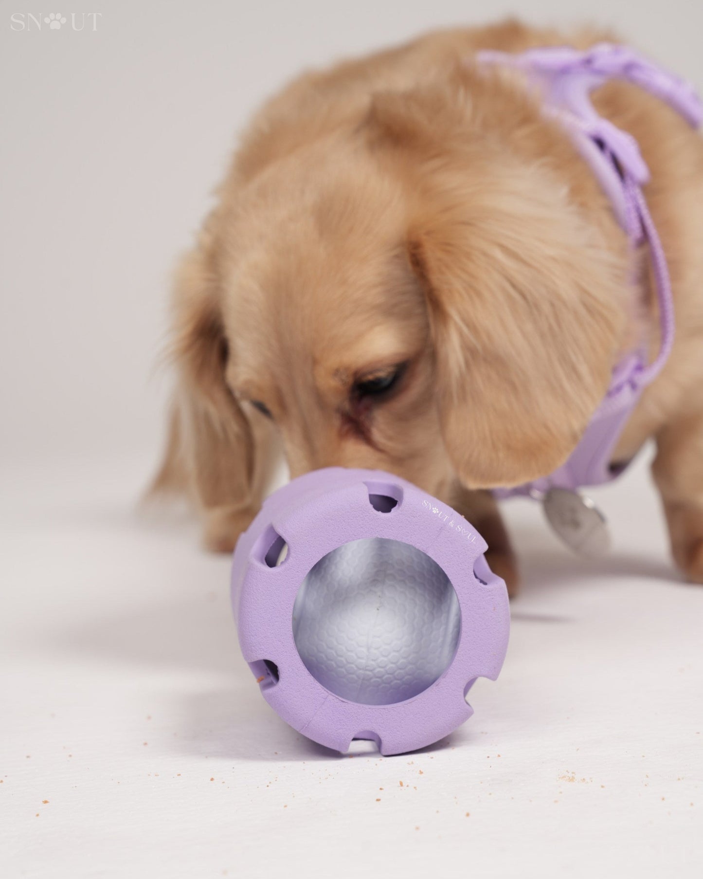 3-in-1 Dog Toy Set