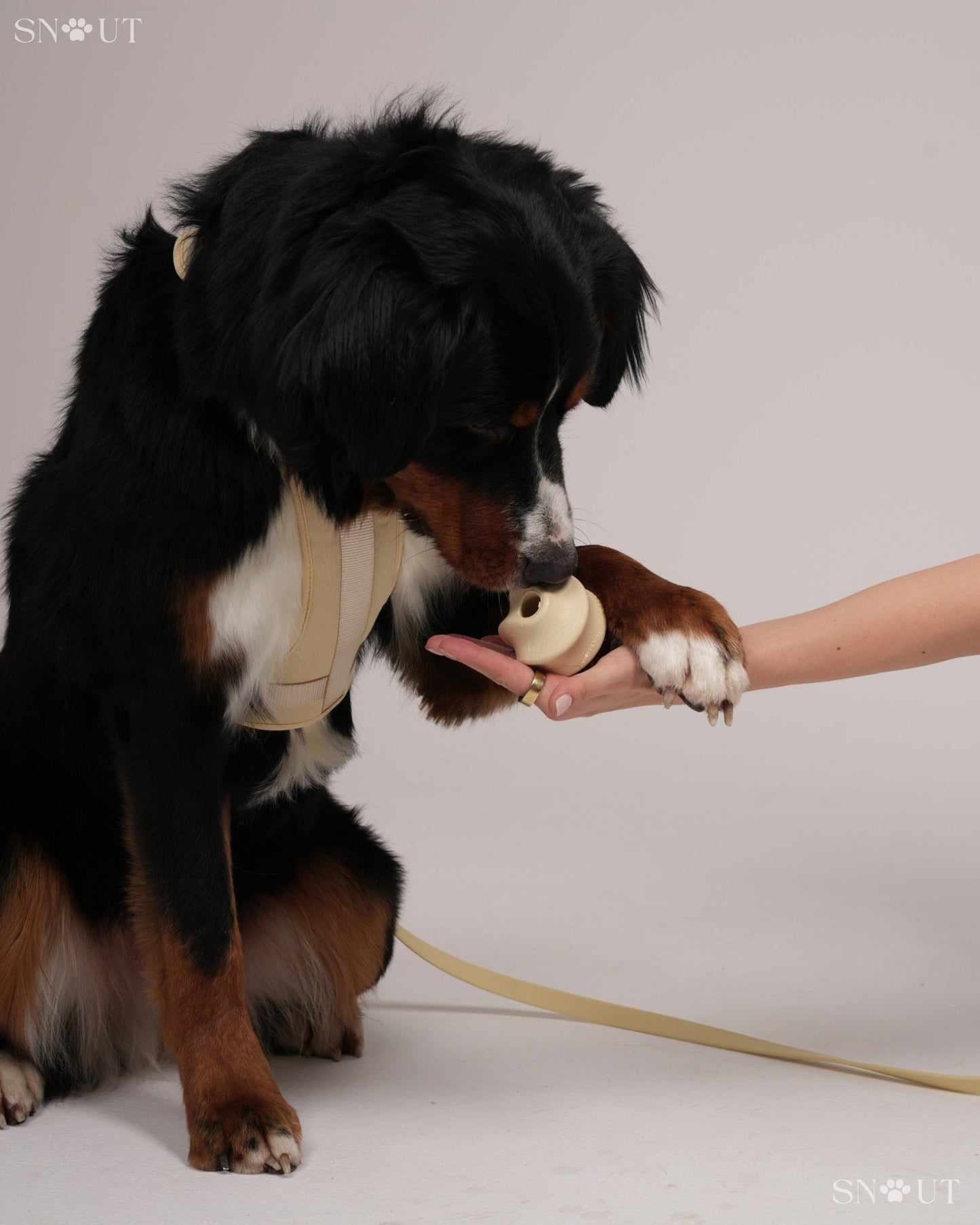 3-in-1 Dog Toy Set