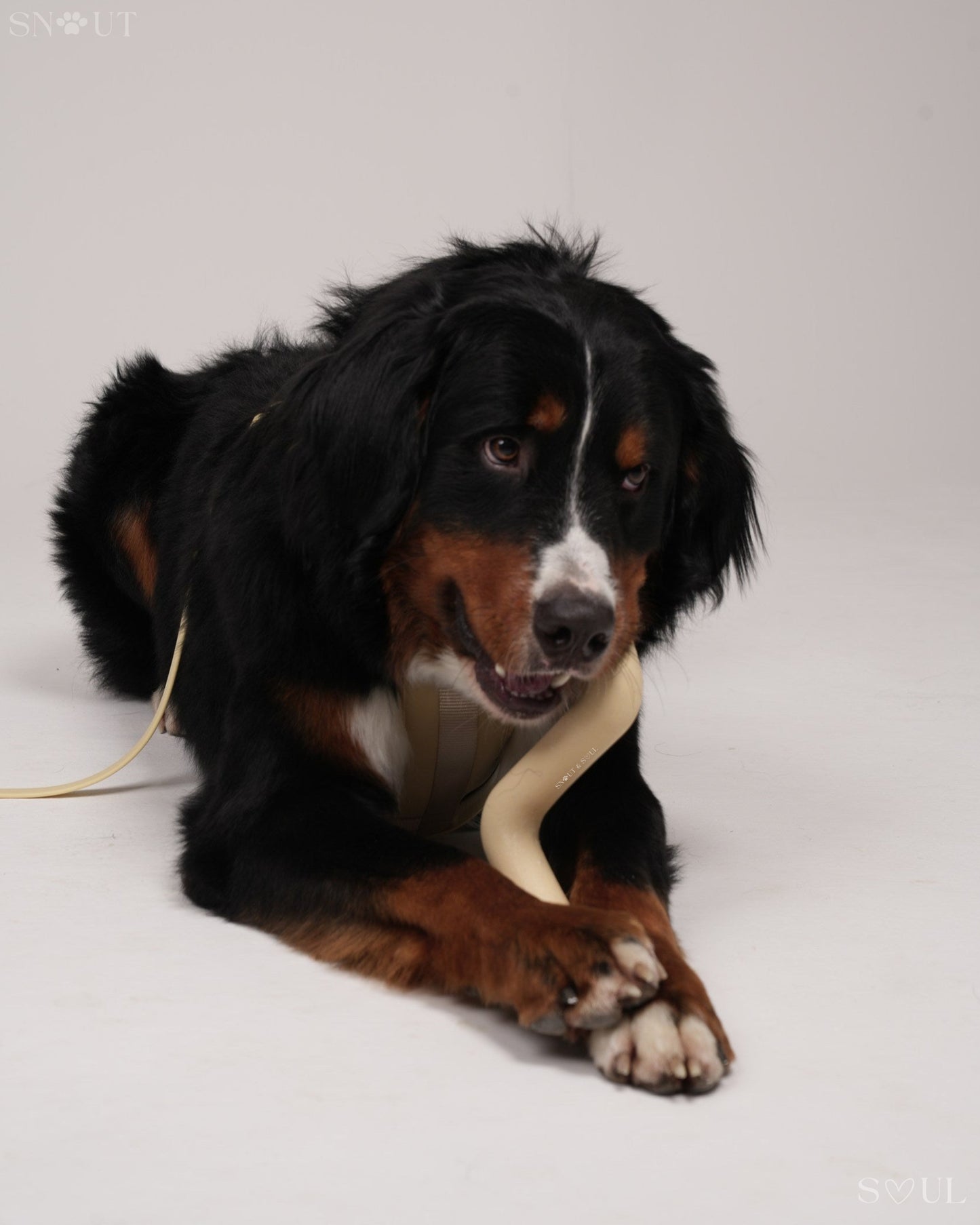 3-in-1 Dog Toy Set